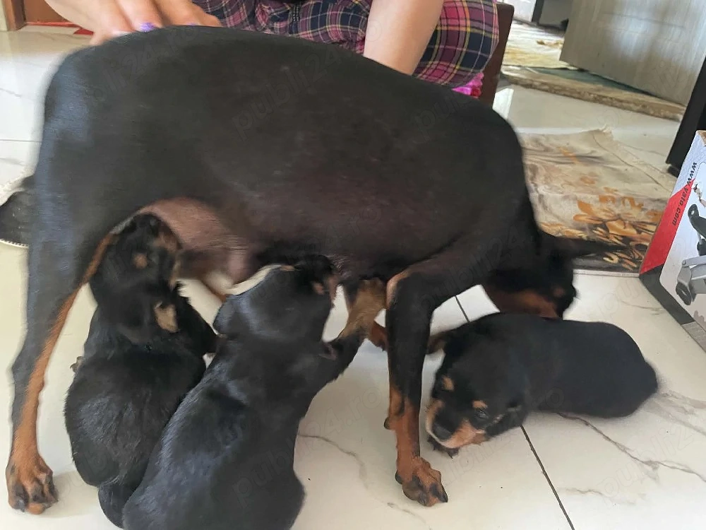 Cățeluși pinscher pitic 