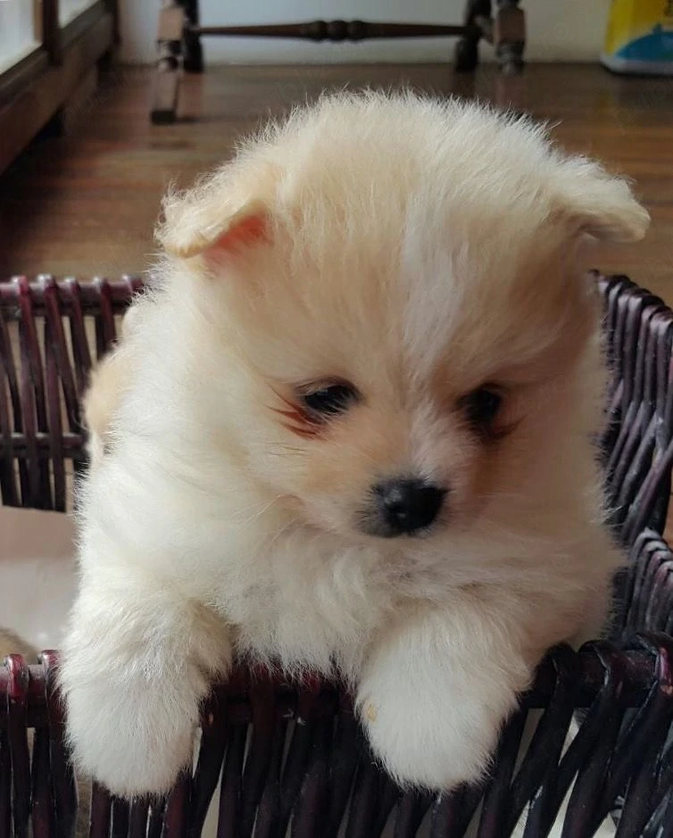Pomeranian Spitz