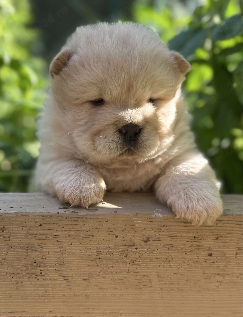 Chow Chow alb
