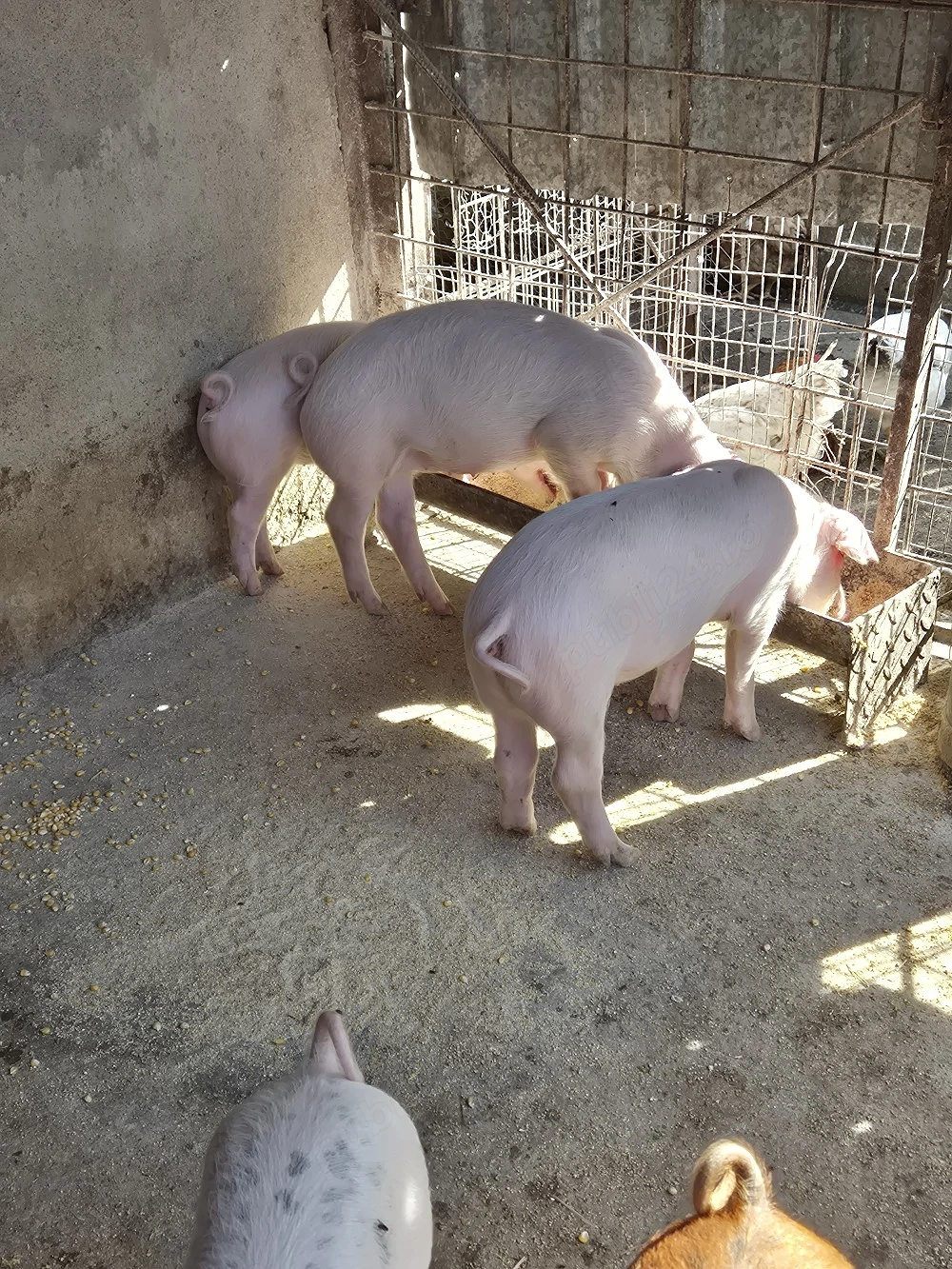 De vanzare purcei de monta 2 luni.