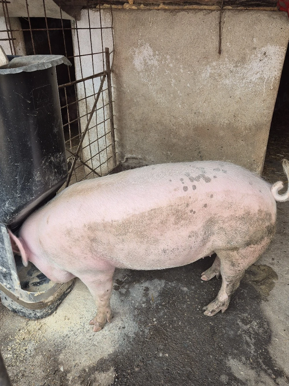 De vanzare porc de 150 de kg si purcei de 2 luni crescuti la tara.