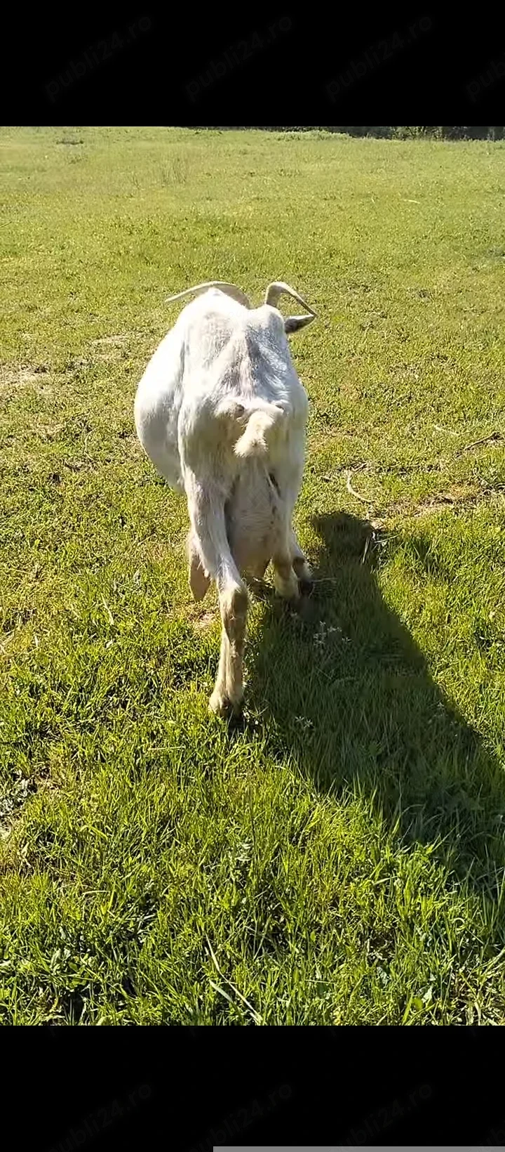 Capre bune de lapte