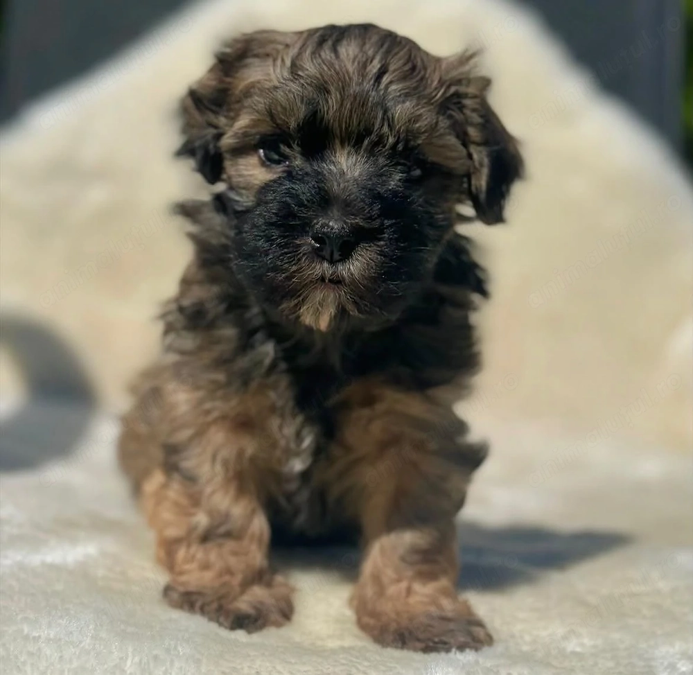 Bichon havanez superbi