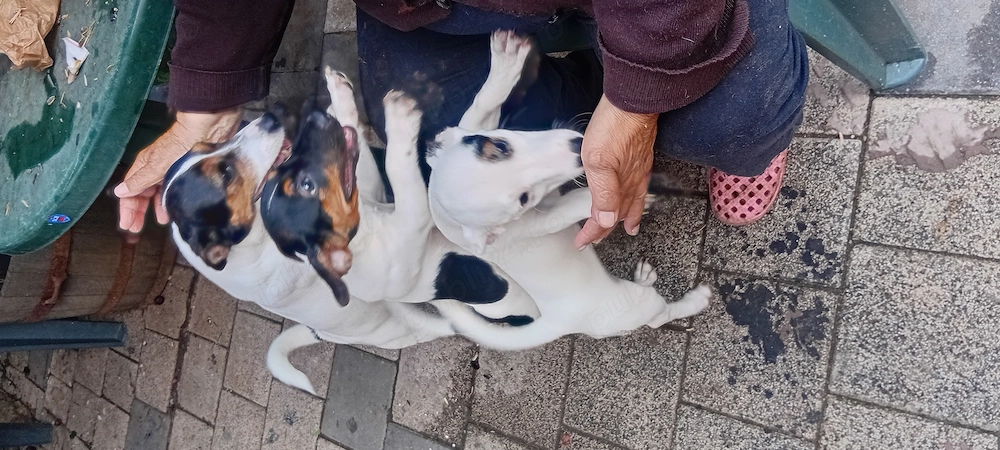 Jack Russel terrier tricolor