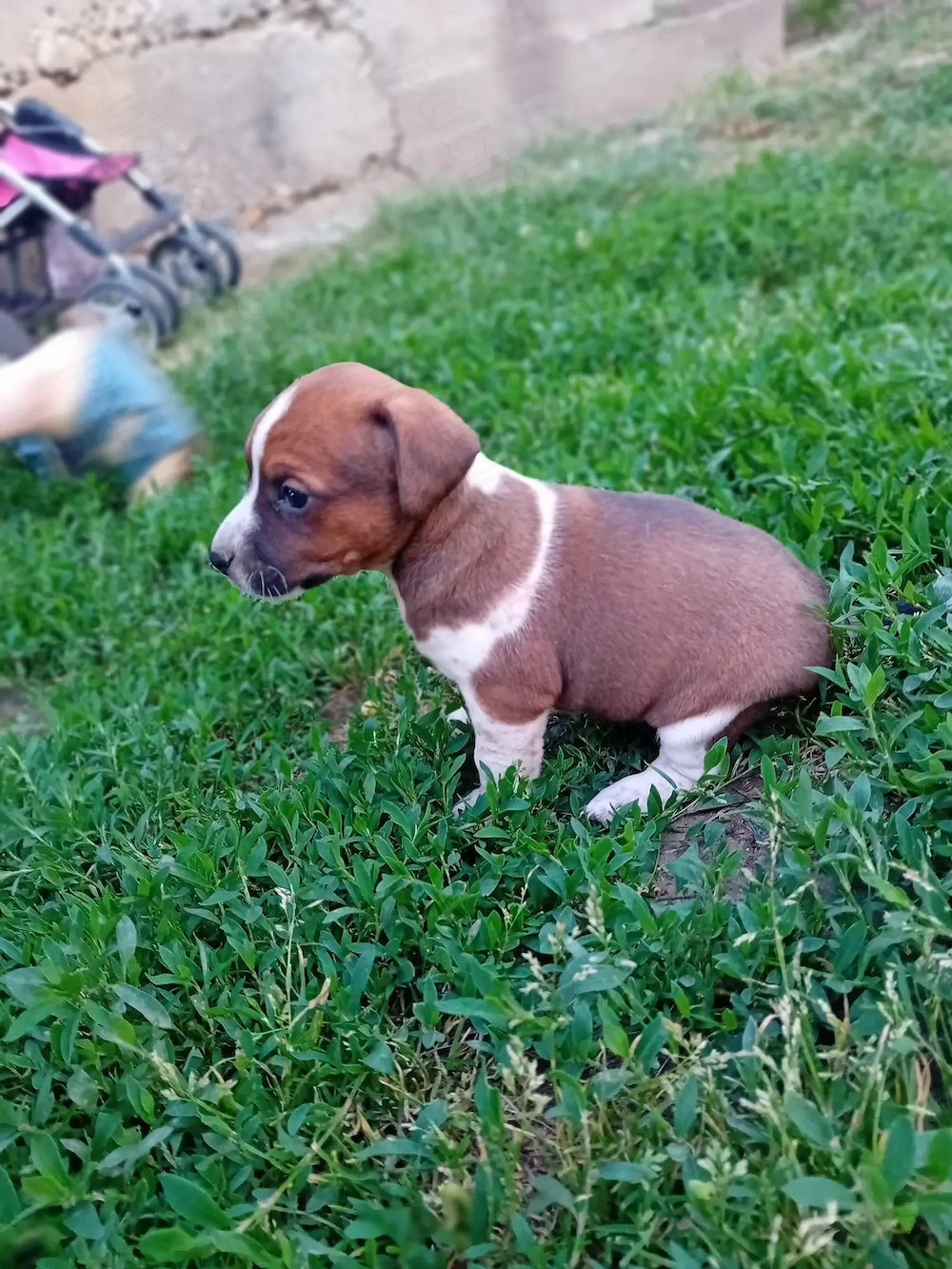 Vând pui Jack Russel Terrier 