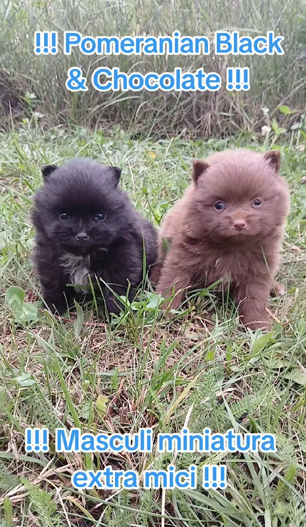 Asigur transport !!! Pui Pomeranian Ciocolatiu extra mic 261 grame !!!