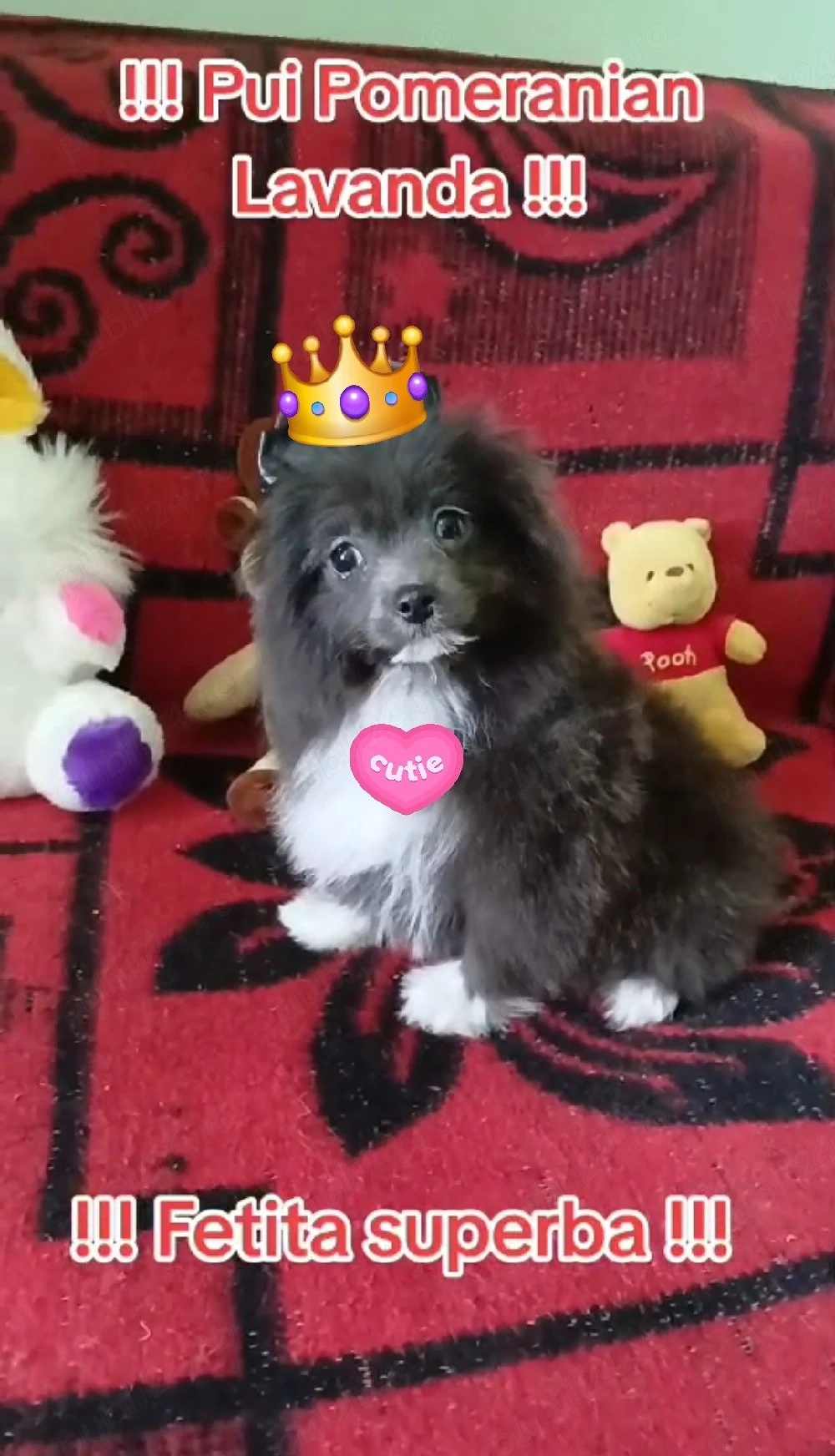 Asigur transport !!!Vand sau schimb Pui Pomeranian Lavanda superbi !!!