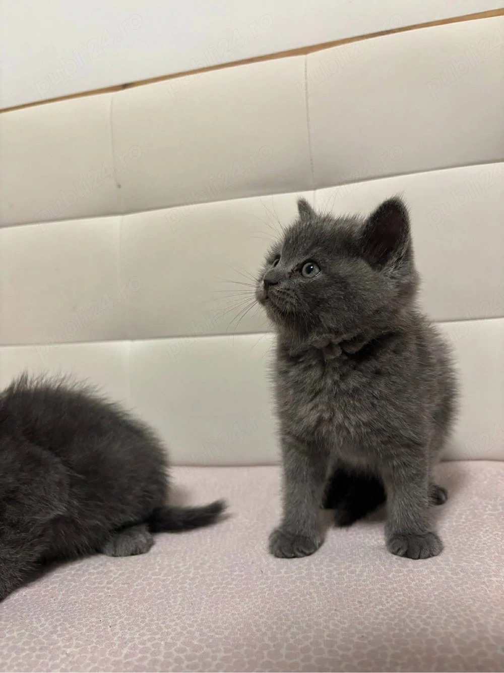british shorthair blue