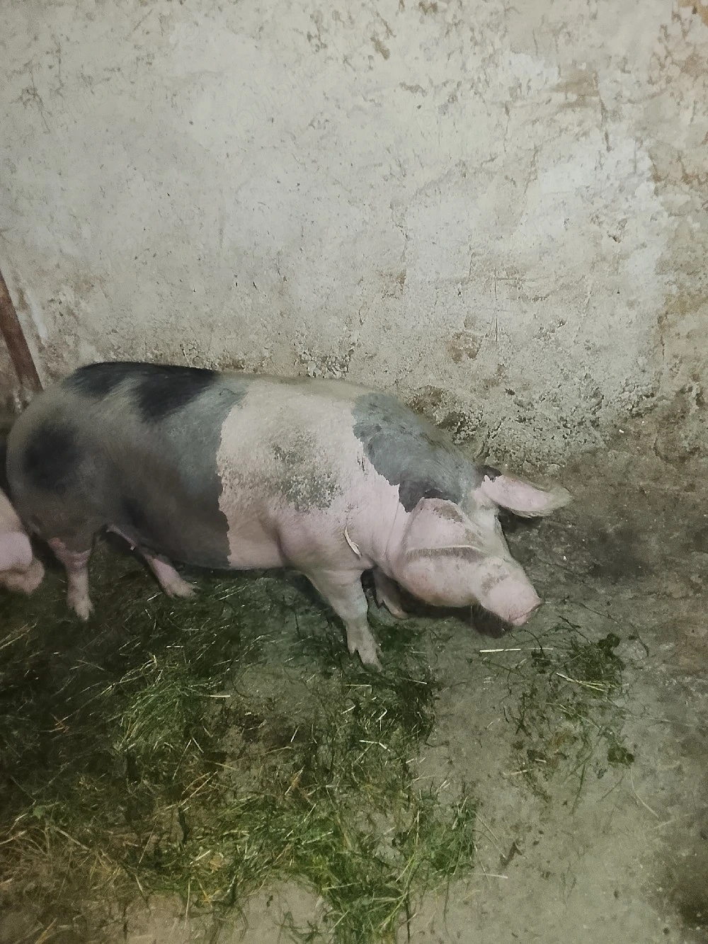 vand porci