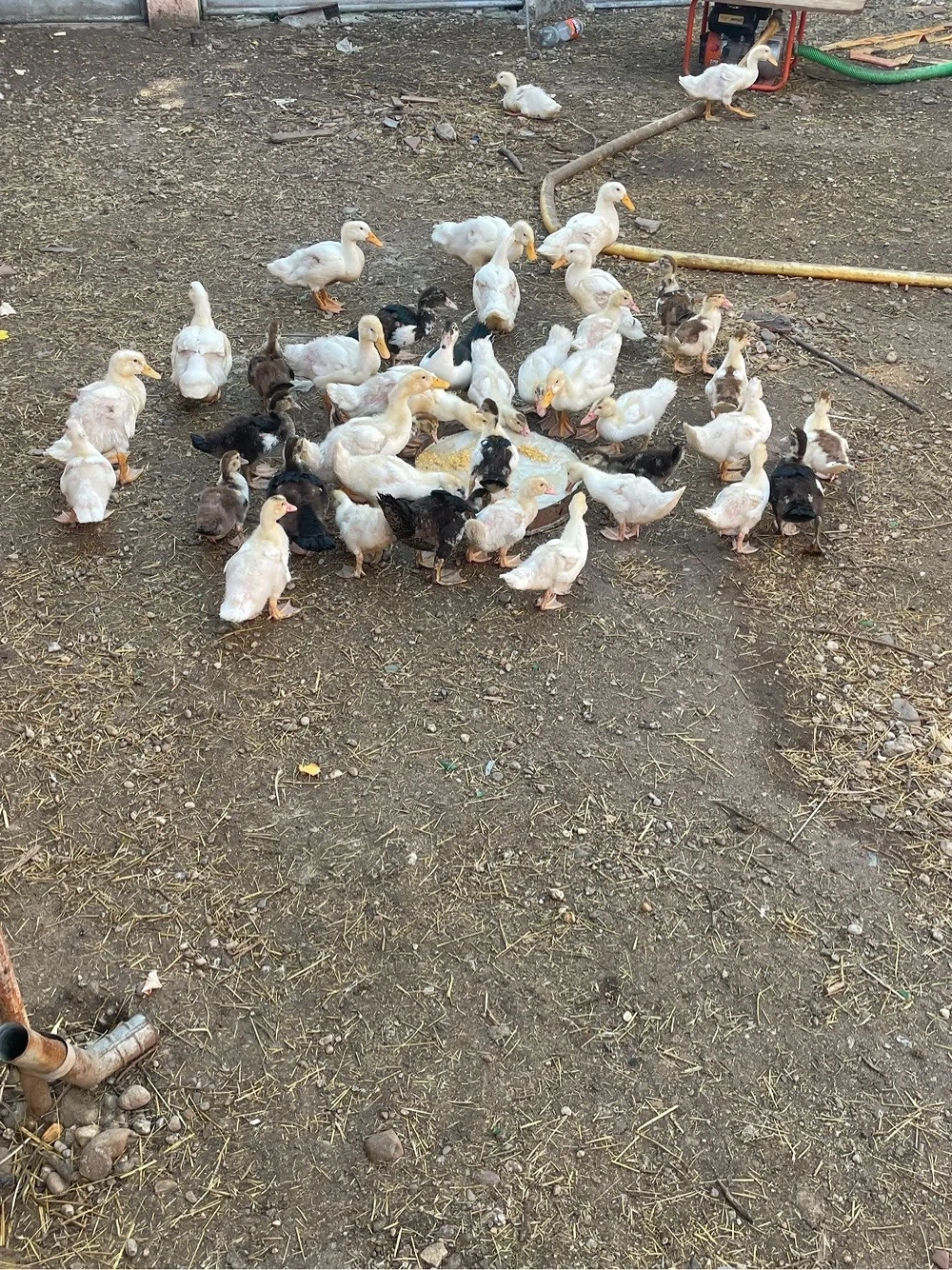 Rațe 5 saptamani 