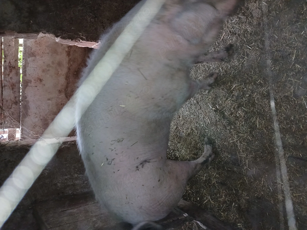 Porc 170 kg,marele alb
