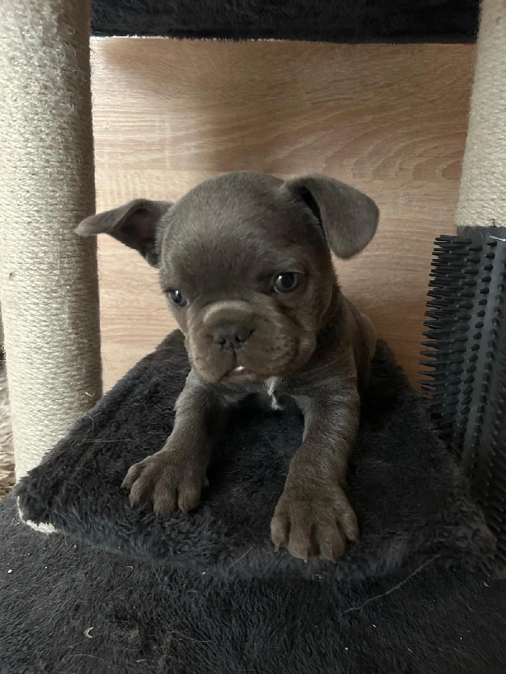 buldog francez blue