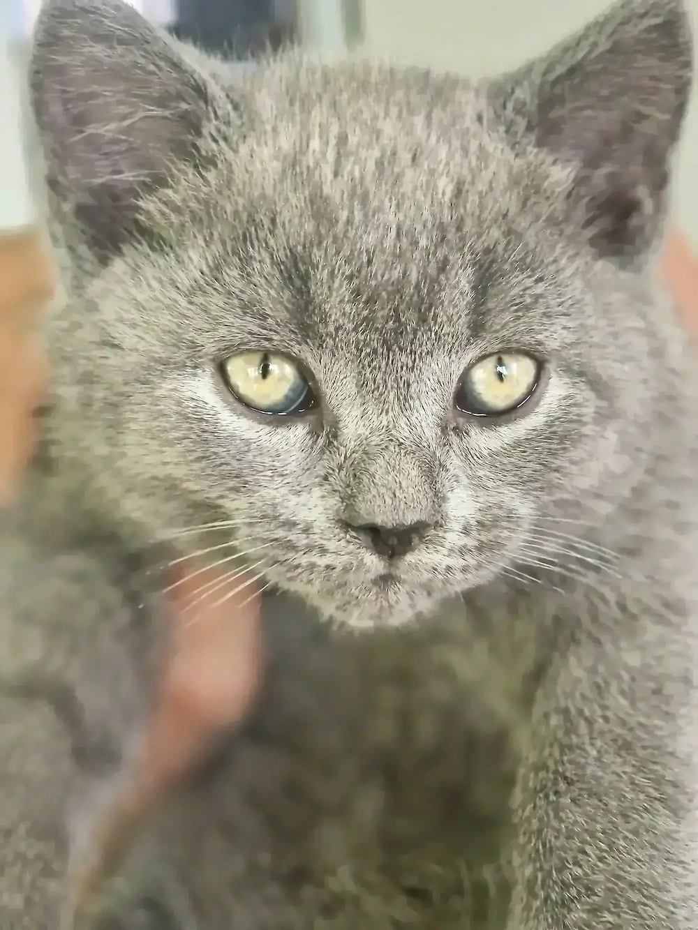 Motan British Shorthair 