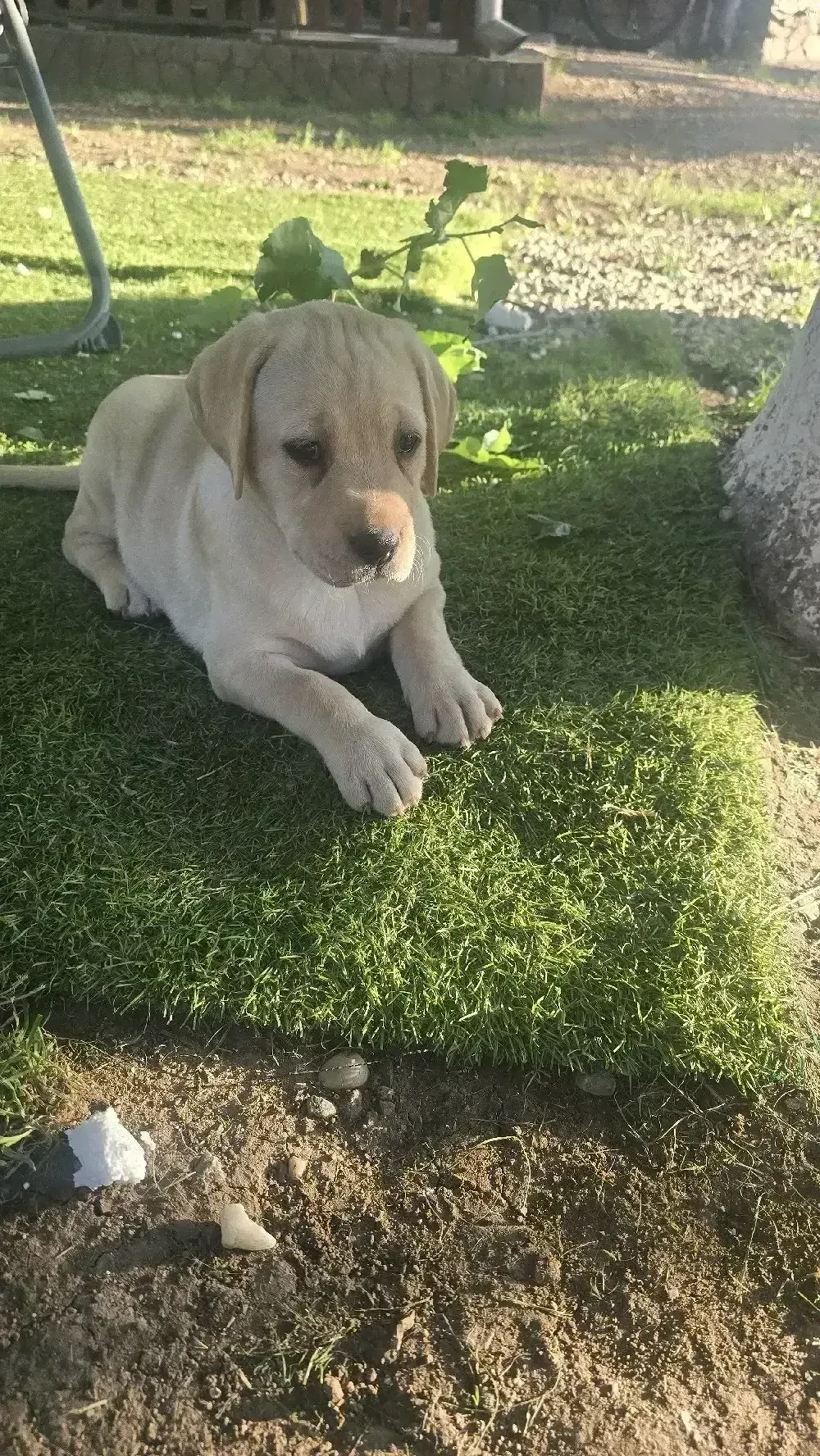 Vand Cateluse de Labrador Retriver