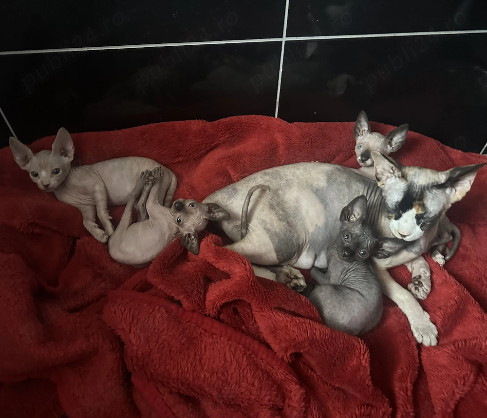 Pui pisica tip Sphynx golasi cu carnet si vaccin