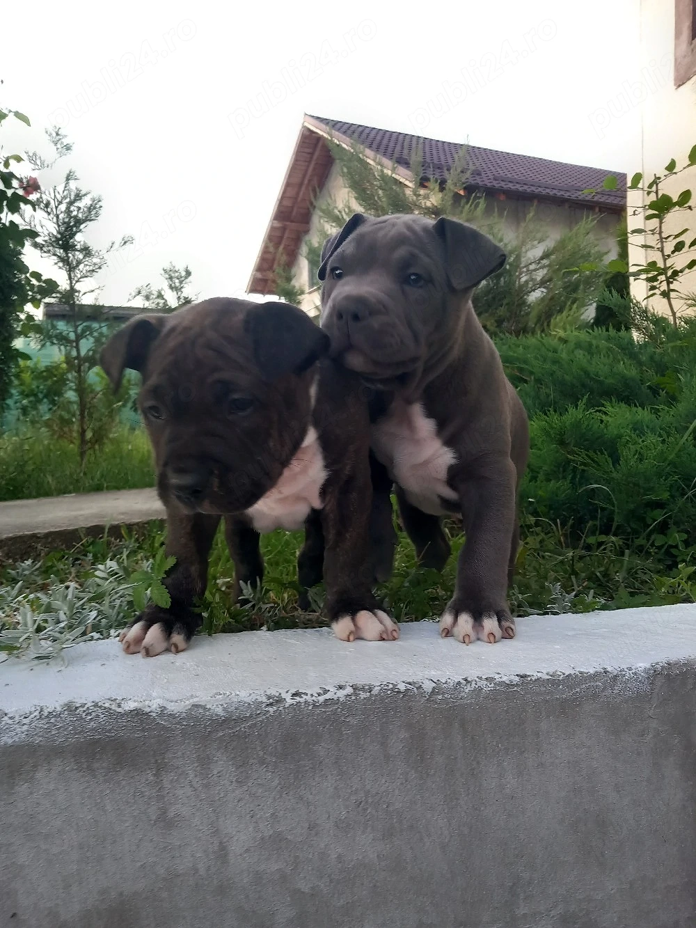 Femele Amstaff de vânzare