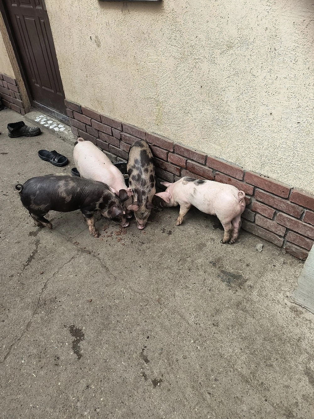 purcei de vânzare rasă de carne 