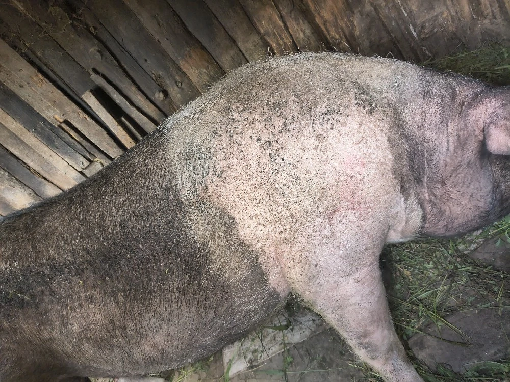 vindem carcasă de porc crescut în gospodărie 