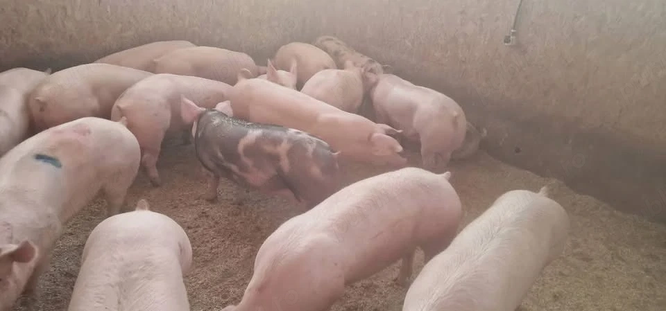 porci de carne 
