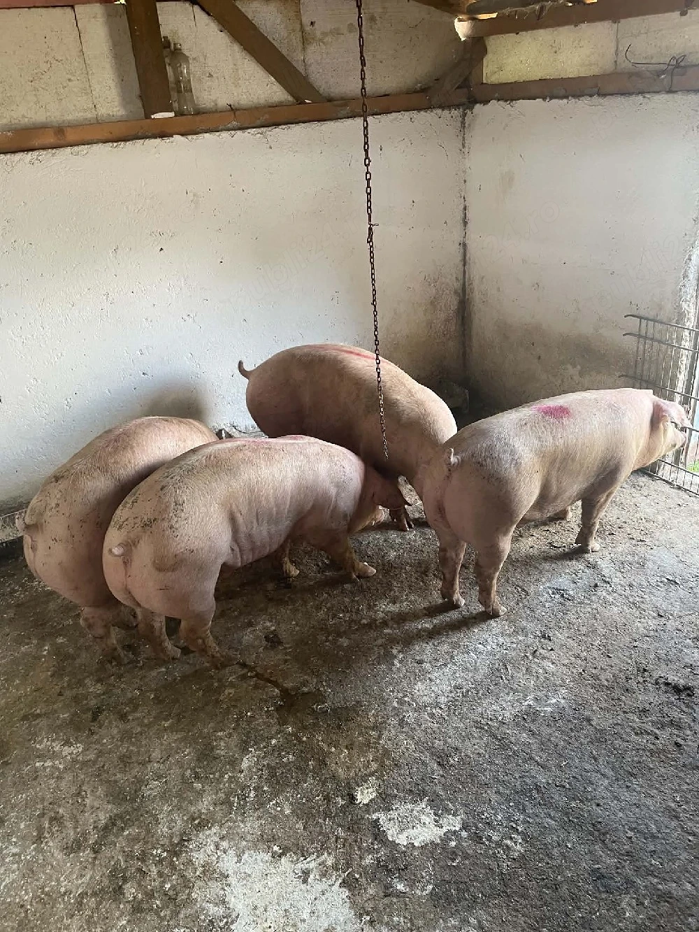 Vand porci marfa de calitate