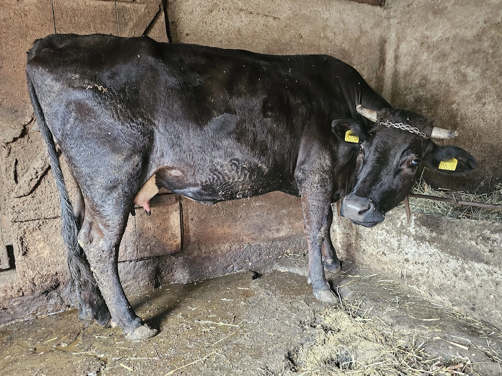 Vacă de vânzare
