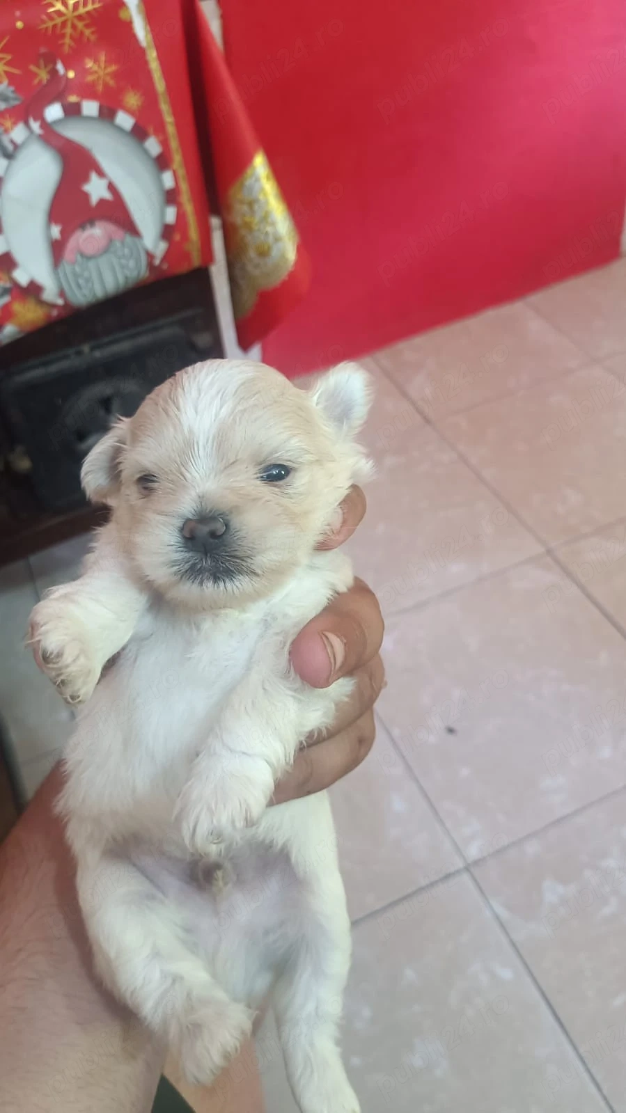 Vand catei Shi tzu