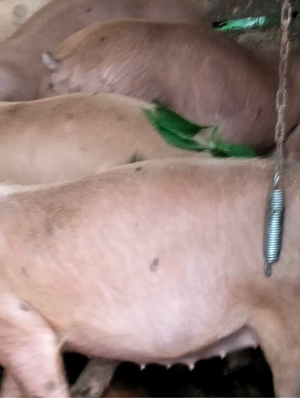 Vand Purcei Rasa Duroc+Pietrain