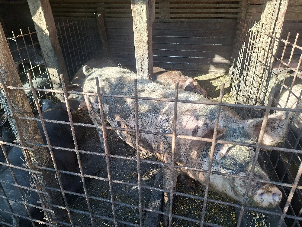 Porci de vânzare la cel mai bun preț - 120-200 kg