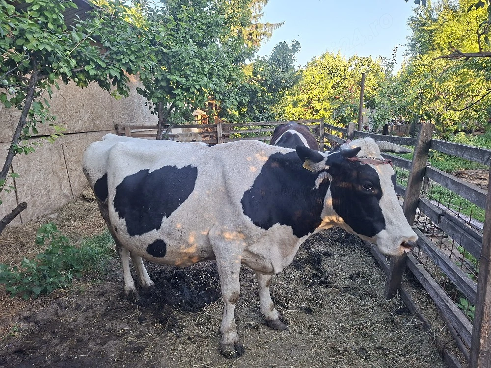 Vând vacă Bălțată Românească gestantă în 8 luni și jumătate(fată în curând)