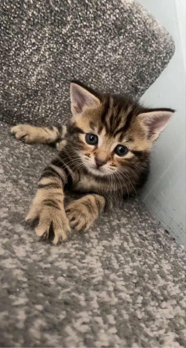 British shorthair brown 