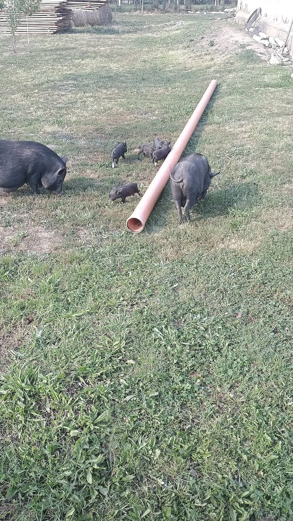 Porci Vietnamezi 