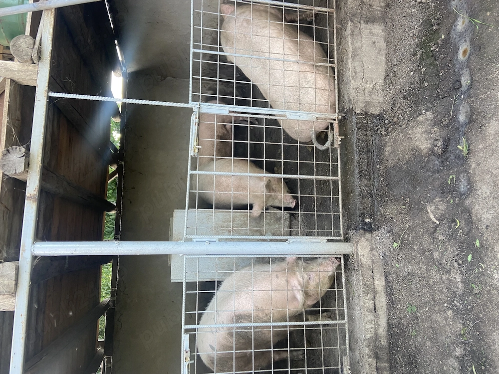 Porci de vânzare,crescuți  natural.