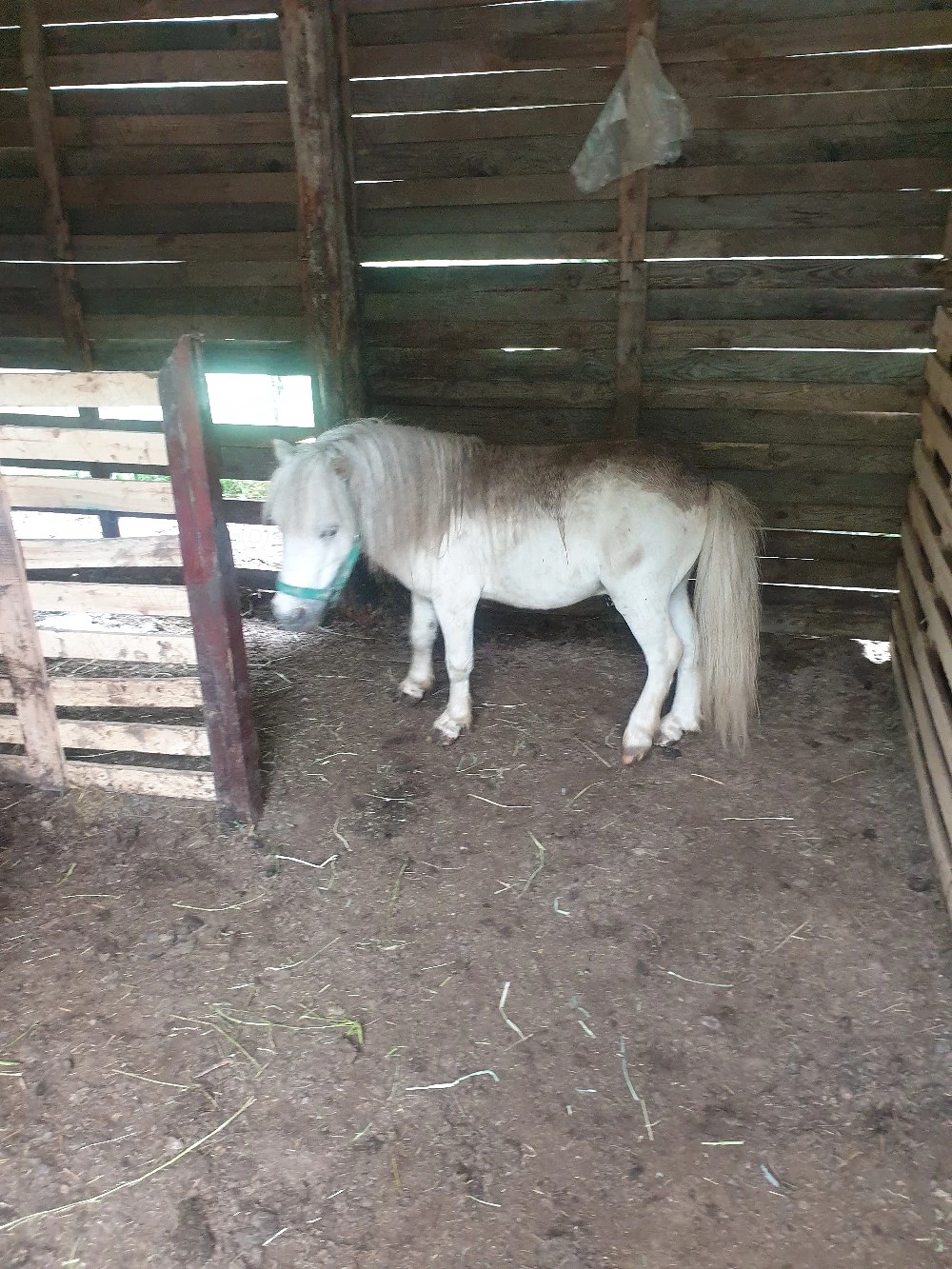 ponei talie mica 