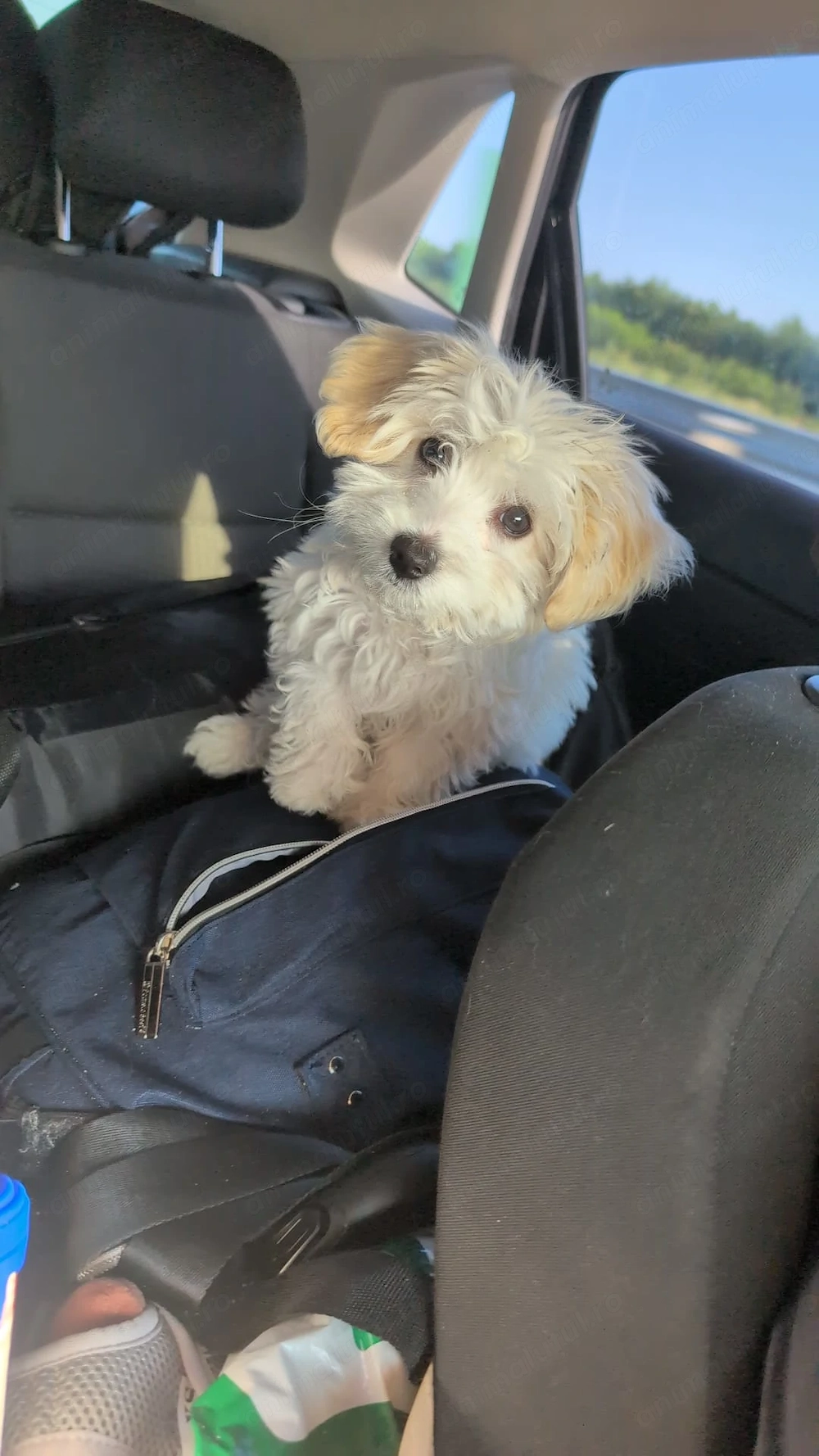 Bichon havanez pui 4 luni