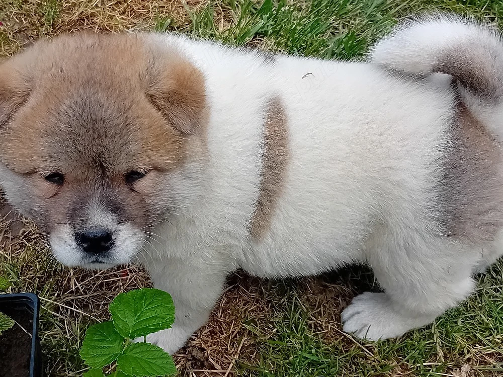 Pui femela Akita American 