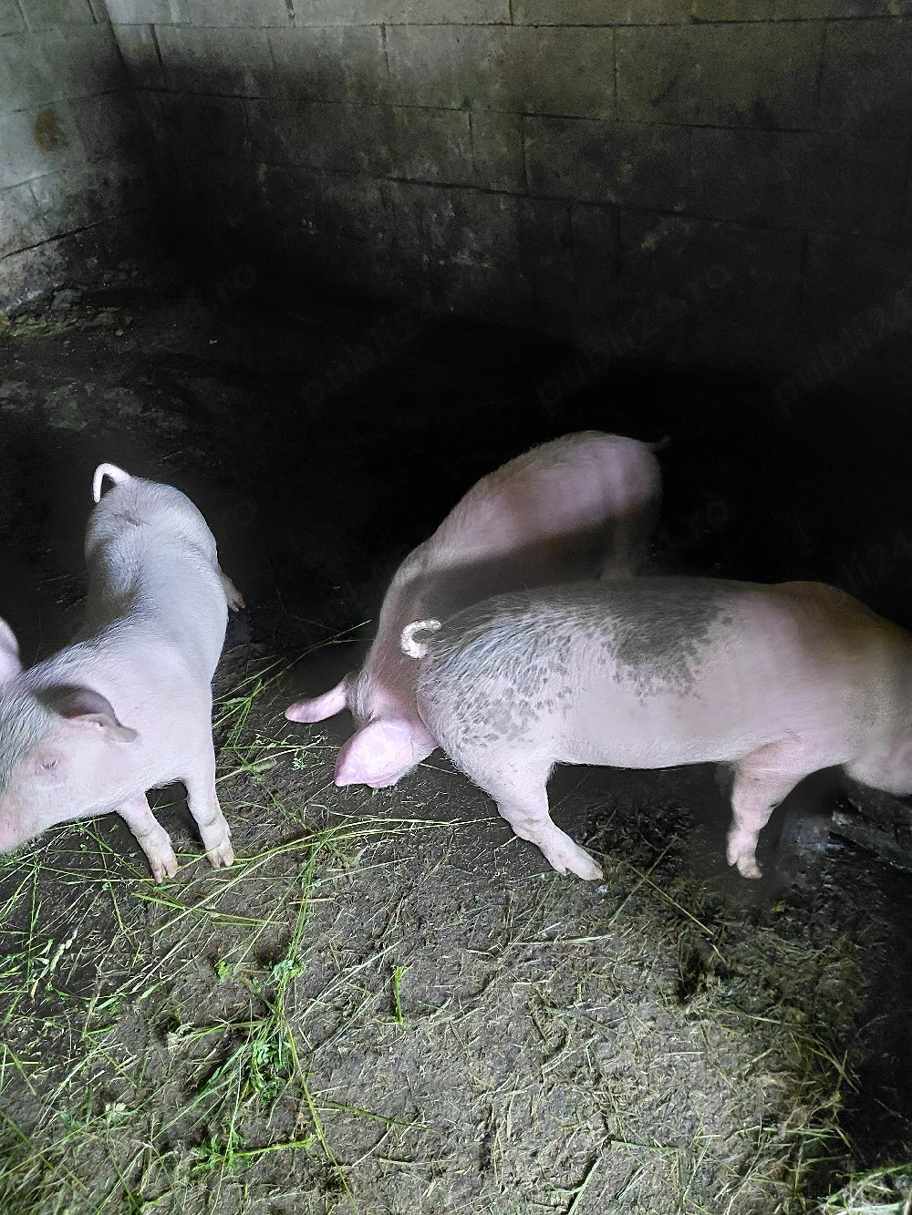   Șoldani de vânzare 