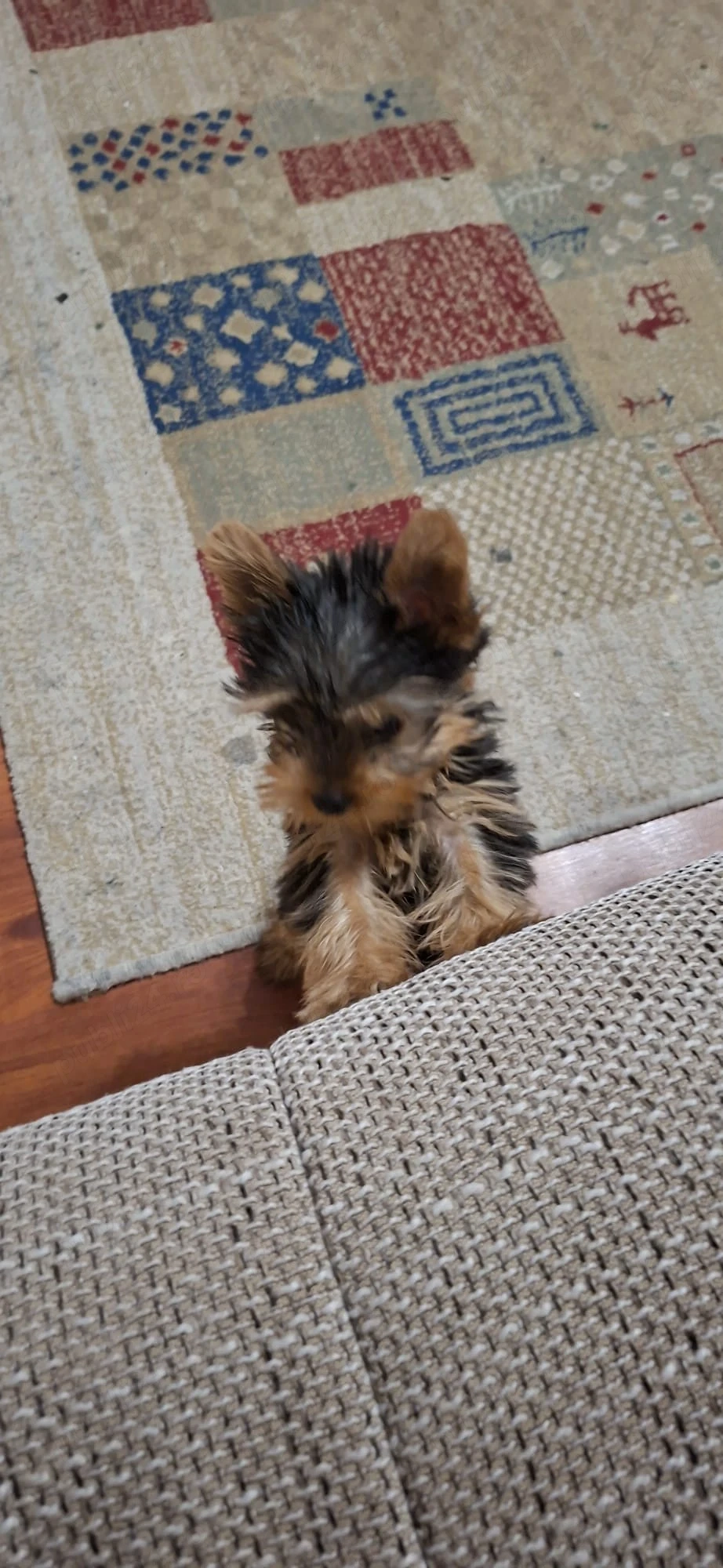 yorkshire terrier fetita si baietel