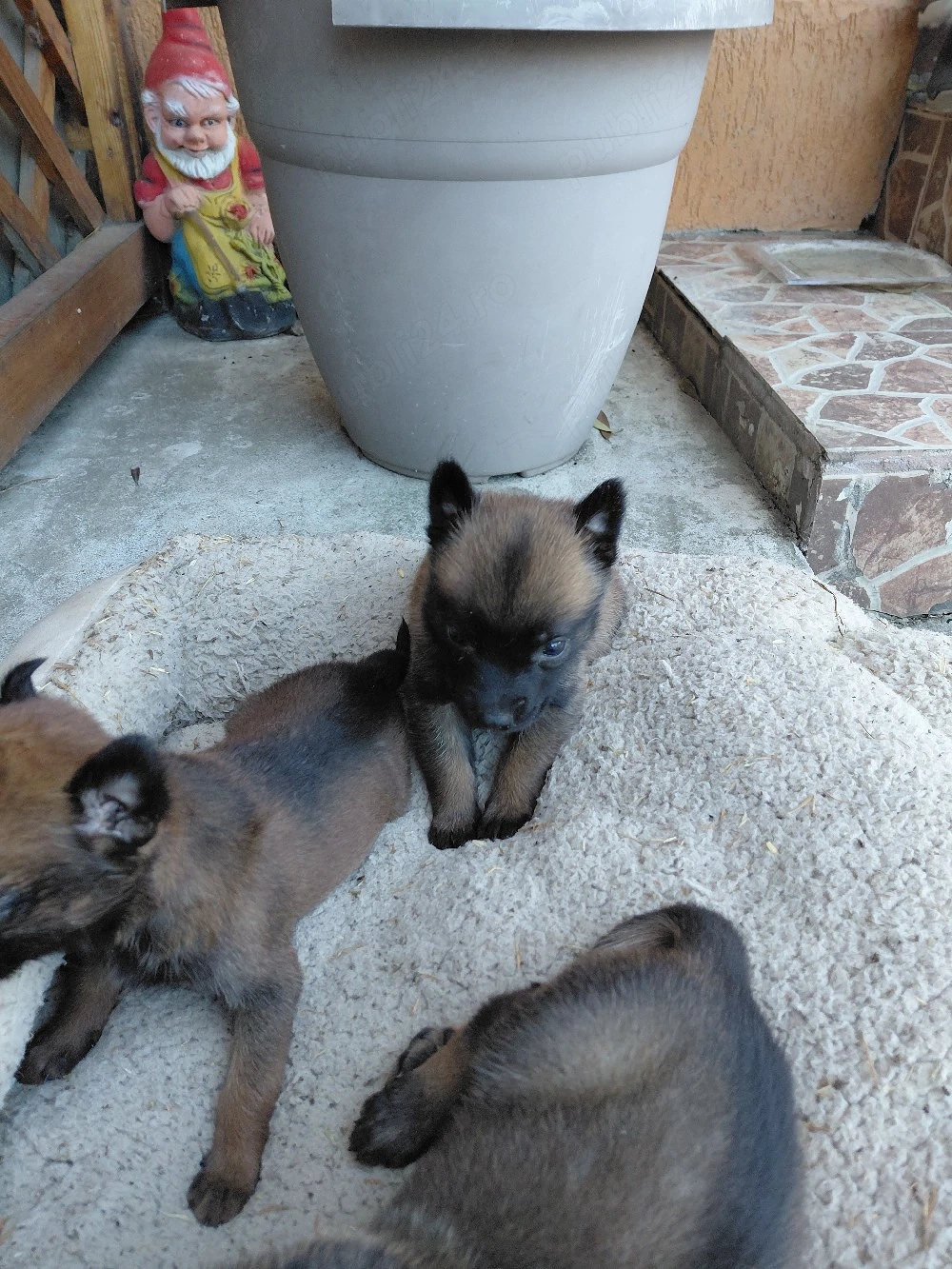 catei ciobanesc belgian