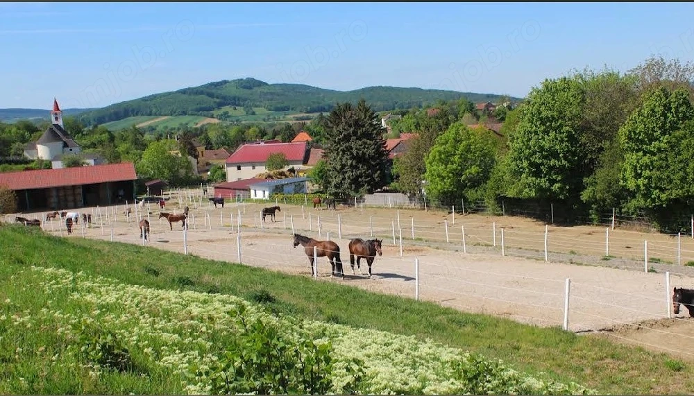 Angajez muncitor la ferma de cai in Austria 1700 