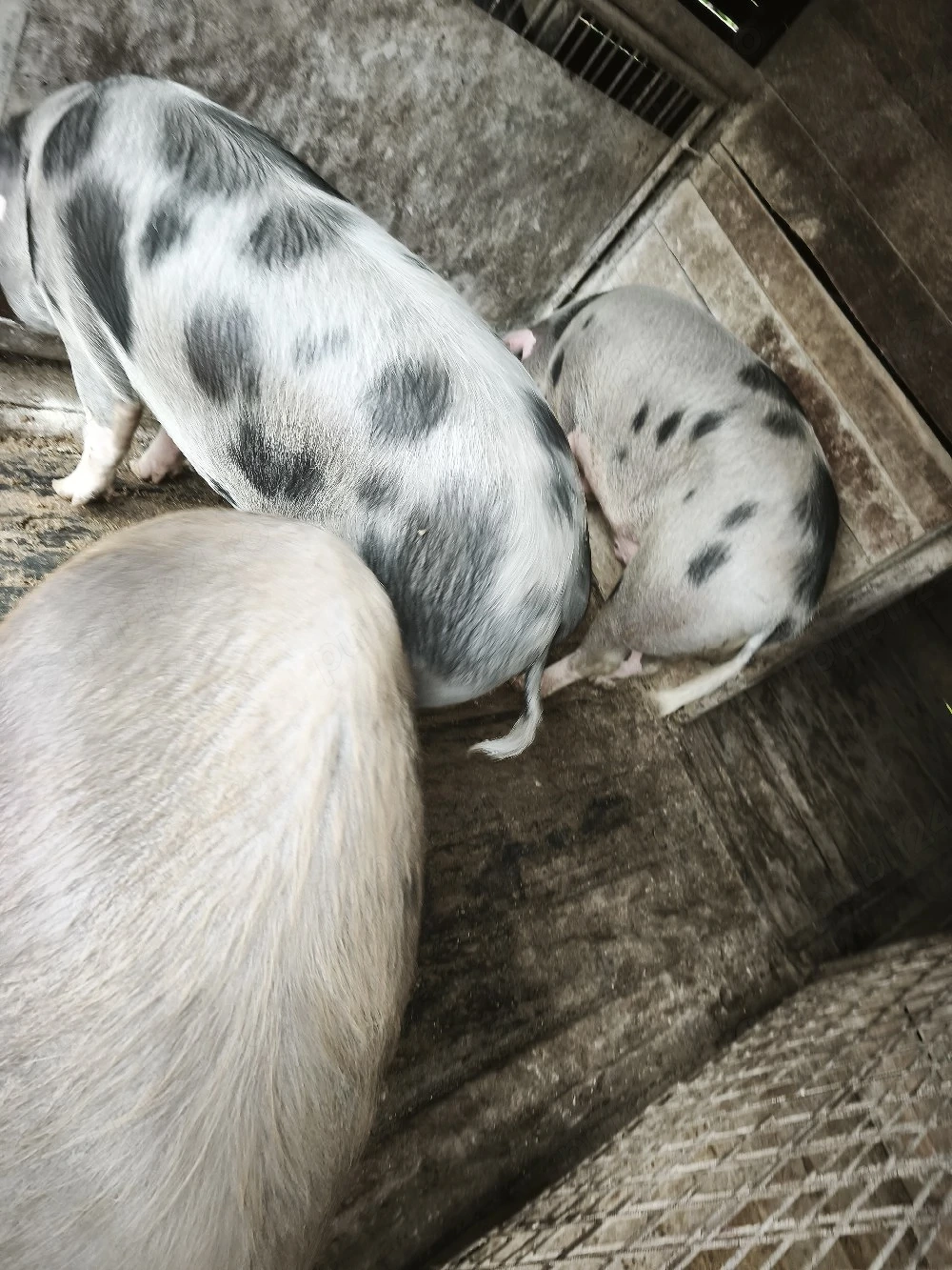 porci pentru sacrificat