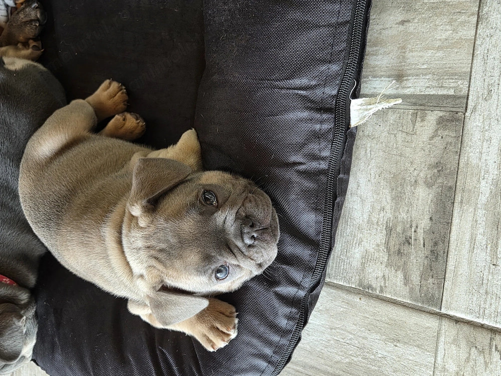 Băiețel bulldog francez 