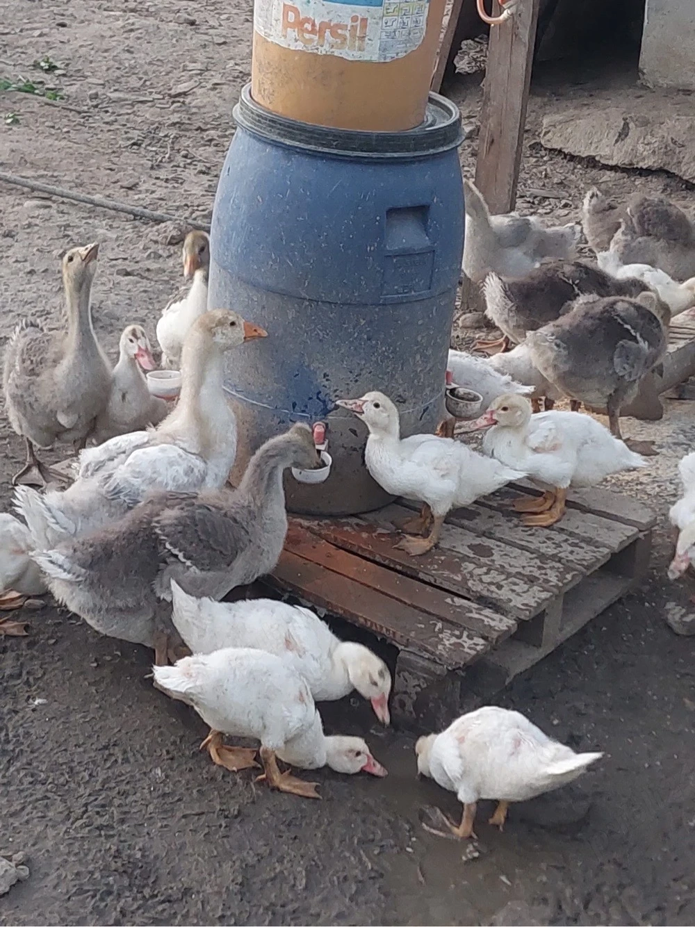 vand boboci de gasca Toulouse 3 kg