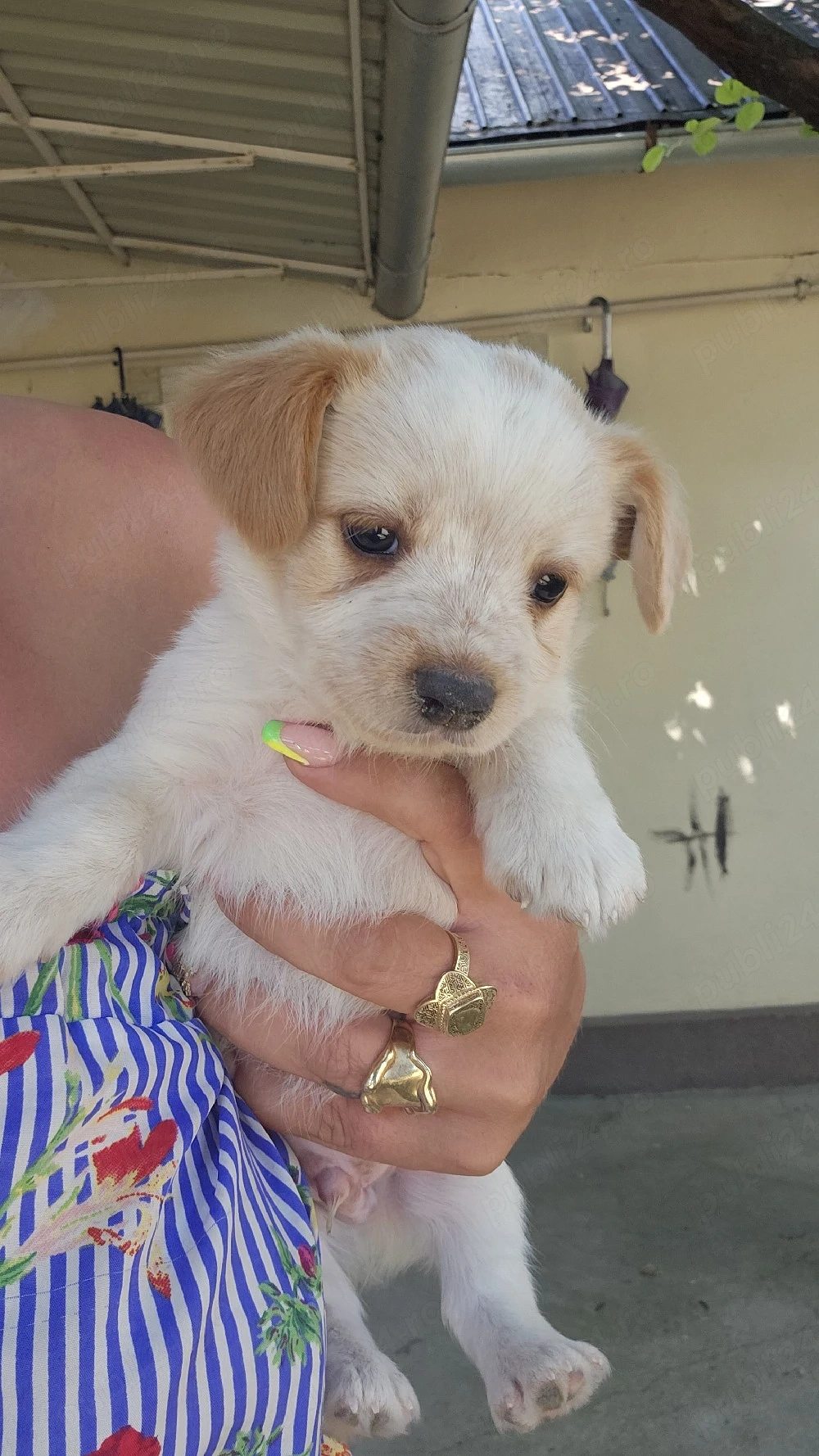 pui bichon adorabili