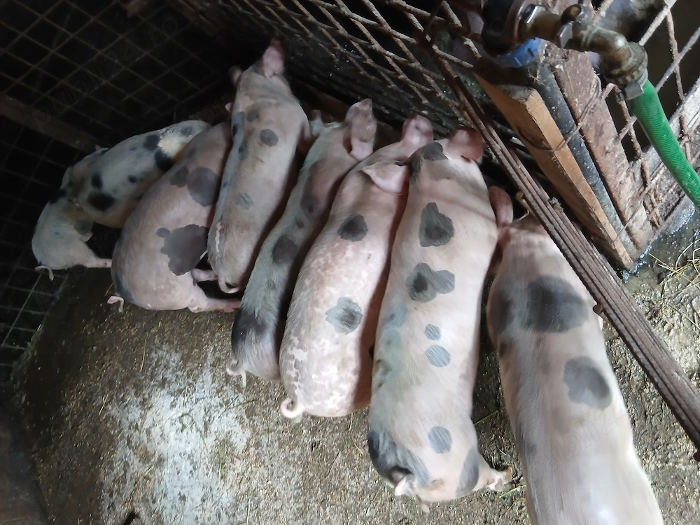 Purcei de vanzare 30kg+ - castrati