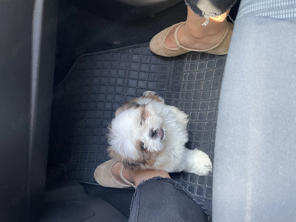 Pui Shih tzu de vânzare 