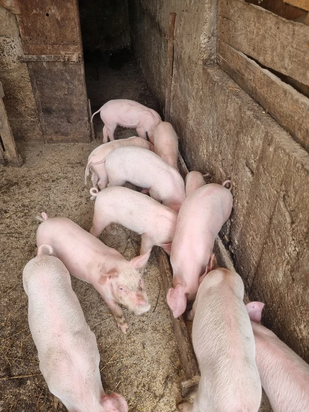 Purcei landrace de 7 saptamani