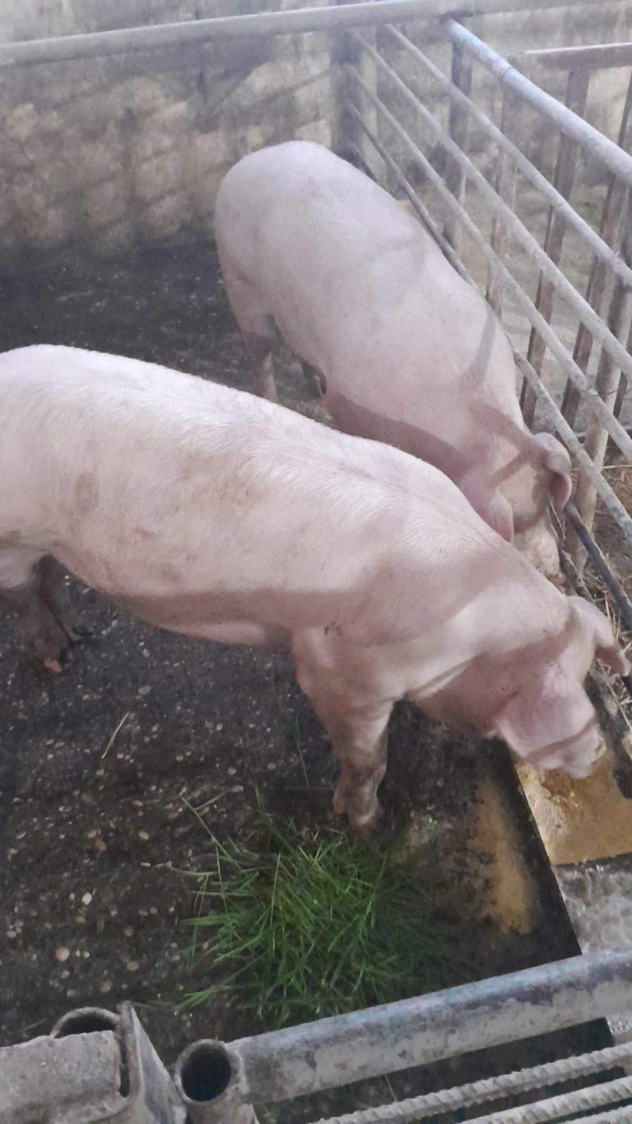 porci de casa 