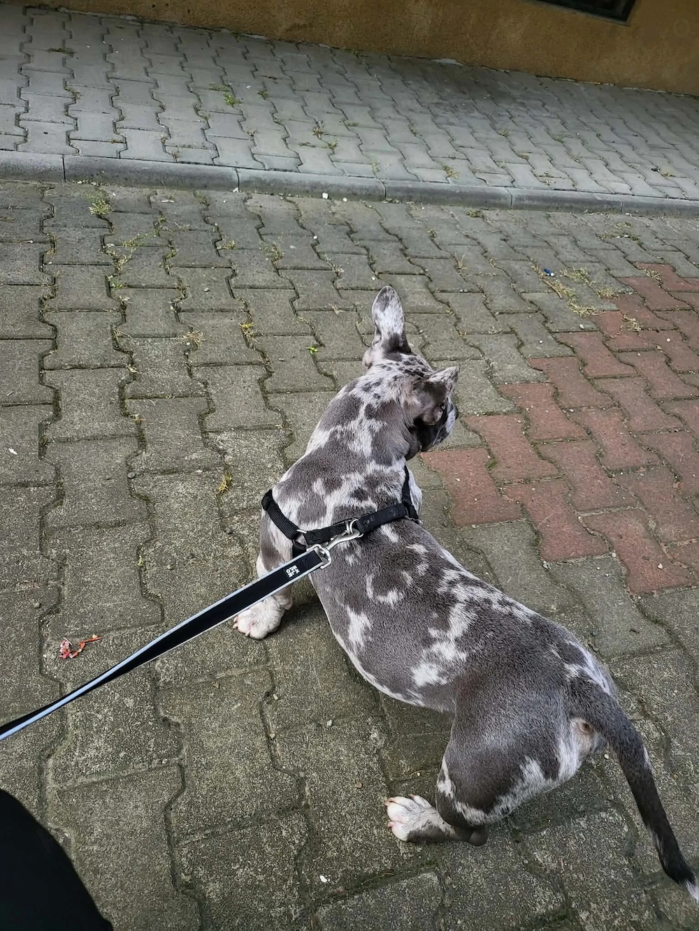 American bully poker culoare deosebita 