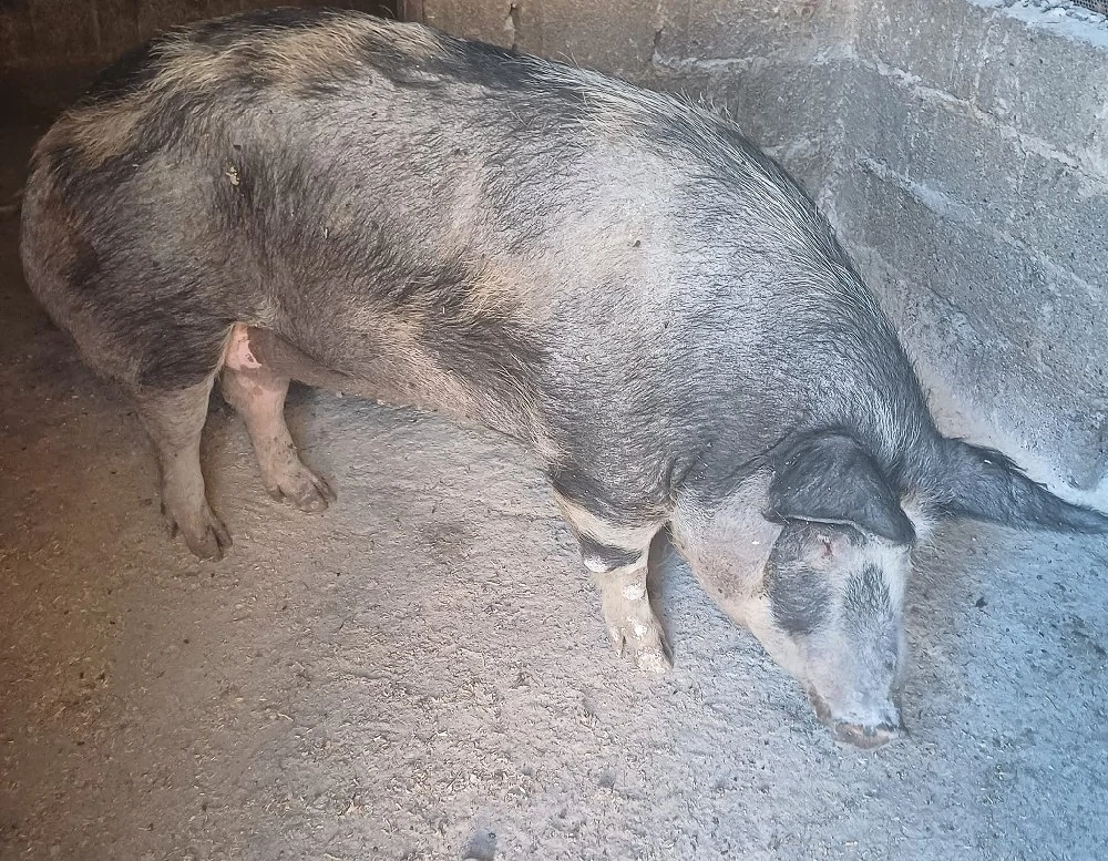 Vând porc 