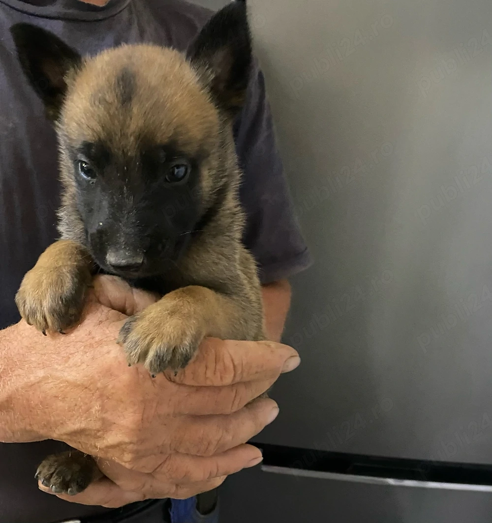 Vand puiut Ciobanesc belgian malinois 